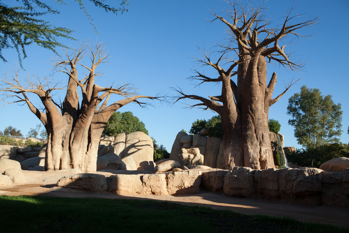 Árboles del Bioparc